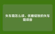 矢车菊怎么读，优雅绽放的矢车菊读音